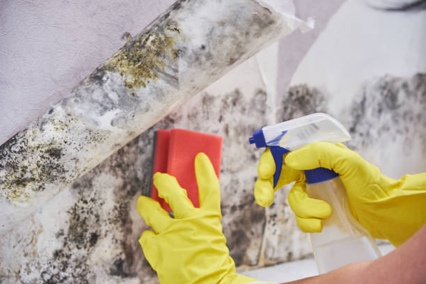 Best Industrial Mold Remediation  in Pocomoke City, MD