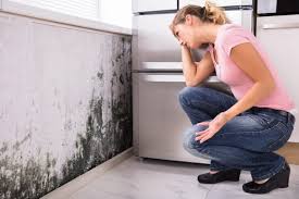 Reliable Pocomoke City, MD Mold Removal & Remediation Solutions